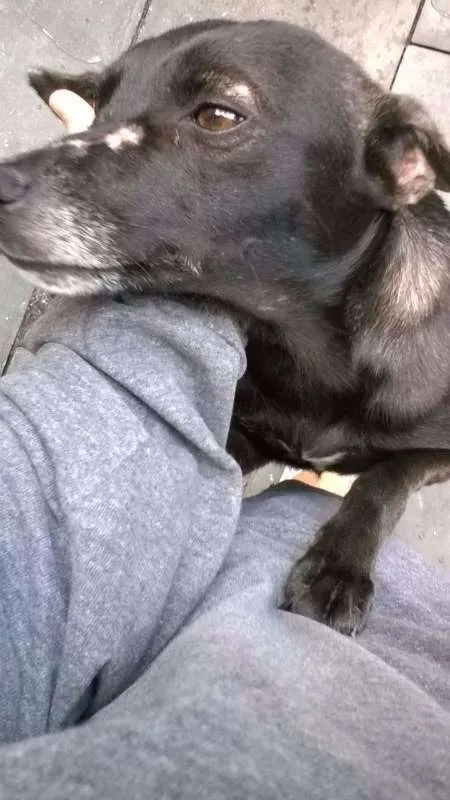 Cachorro ra a SRD idade 2 anos nome Neguinho