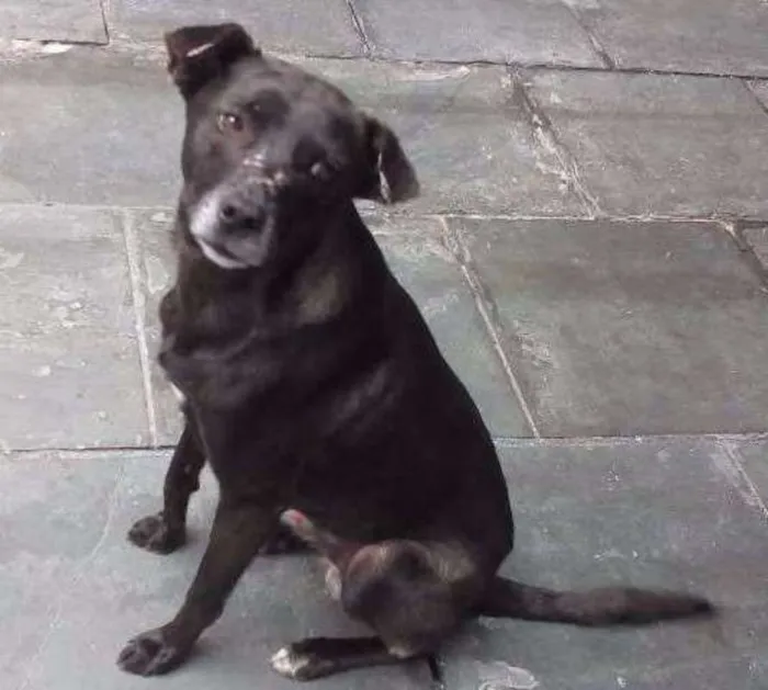 Cachorro ra a SRD idade 2 anos nome Neguinho