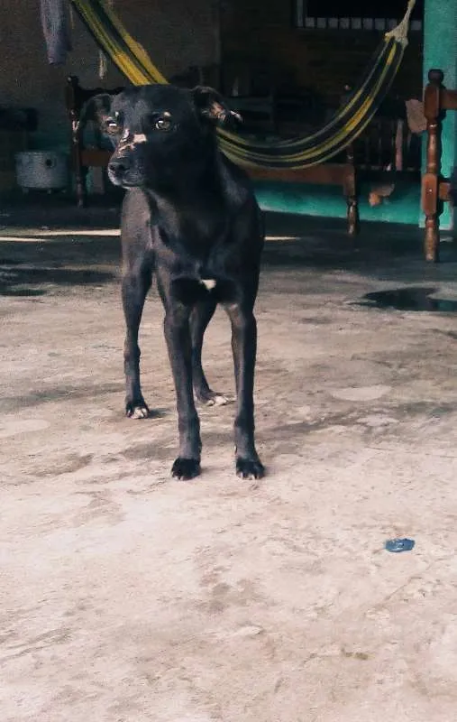 Cachorro ra a SRD idade 2 anos nome Neguinho