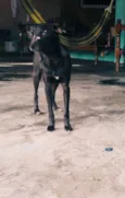 Neguinho