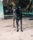 Neguinho