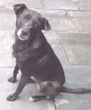 Cachorro raça SRD idade 2 anos nome Neguinho