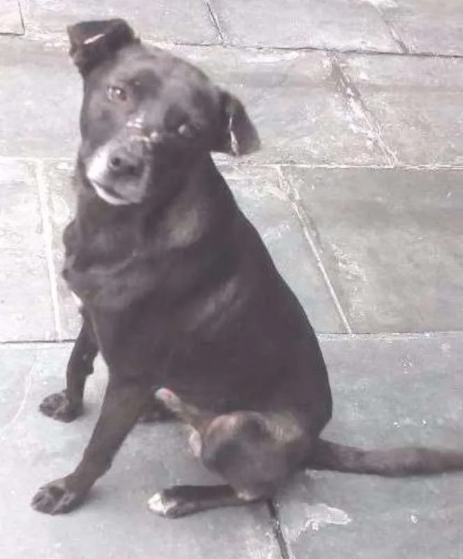 Cachorro ra a SRD idade 2 anos nome Neguinho