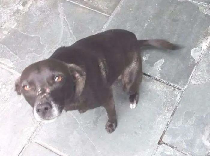 Cachorro ra a SRD idade 2 anos nome Neguinho