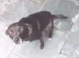 Neguinho