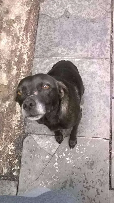 Cachorro ra a SRD idade 2 anos nome Neguinho