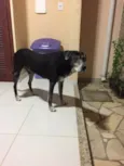Pelé