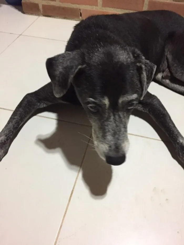 Cachorro ra a Srd idade 6 ou mais anos nome Pelé