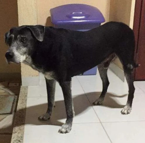 Cachorro ra a Srd idade 6 ou mais anos nome Pelé