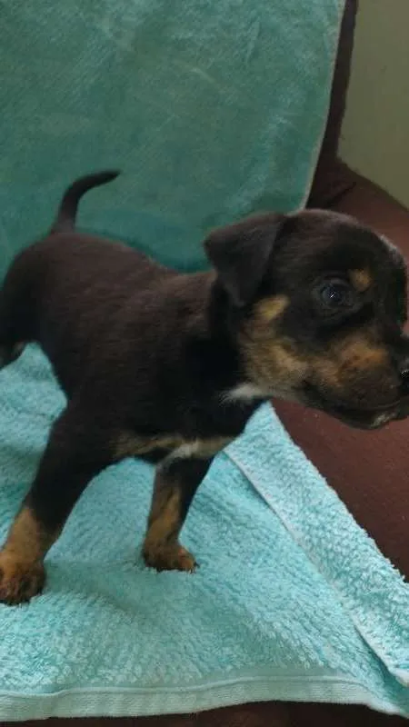 Cachorro ra a vira lata idade Abaixo de 2 meses nome Benjamim e Madona