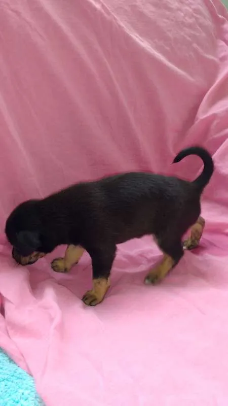 Cachorro ra a vira lata idade Abaixo de 2 meses nome Benjamim e Madona