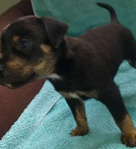 Cachorro ra a vira lata idade Abaixo de 2 meses nome Benjamim e Madona