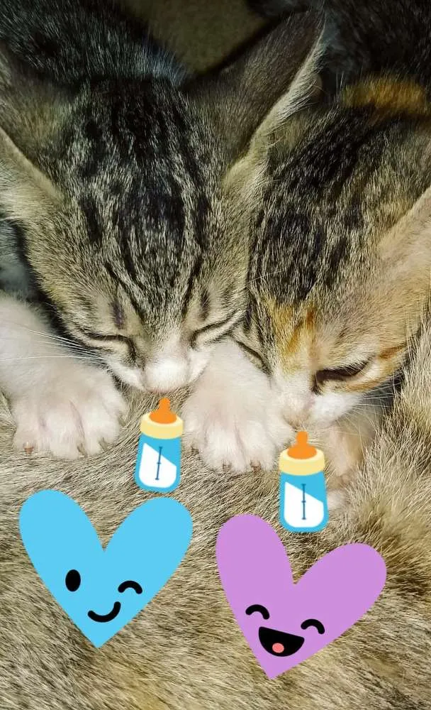 Gato raça Sem raça definida idade 2 a 6 meses nome Mia