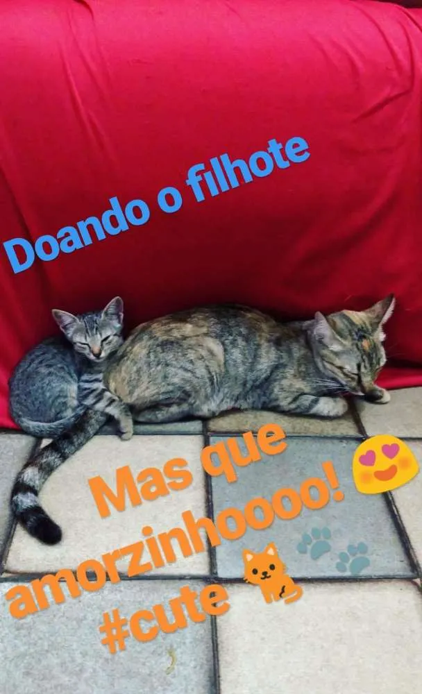 Gato raça Sem raça definida idade 2 a 6 meses nome Mia