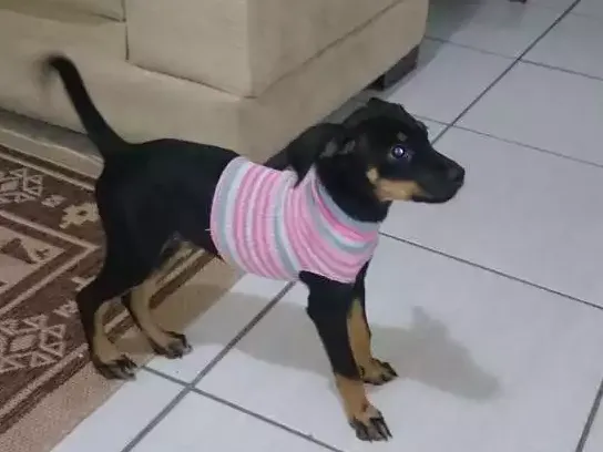 Cachorro ra a SRD idade 2 a 6 meses nome Fofinha