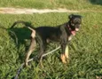 Fofinha