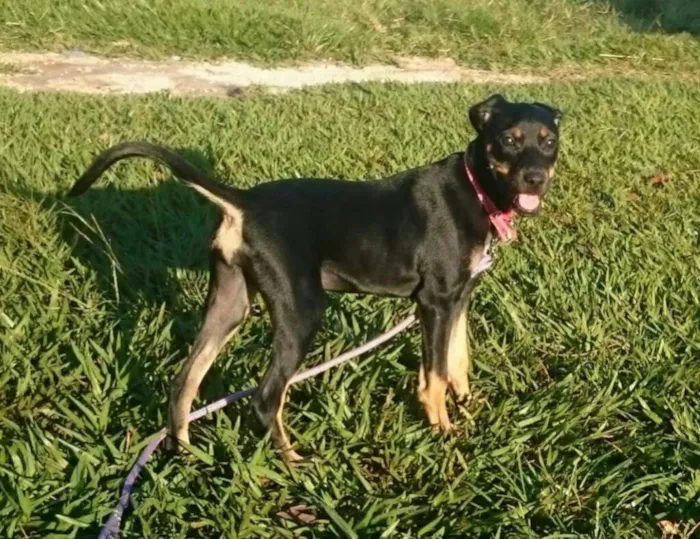 Cachorro ra a SRD idade 2 a 6 meses nome Fofinha