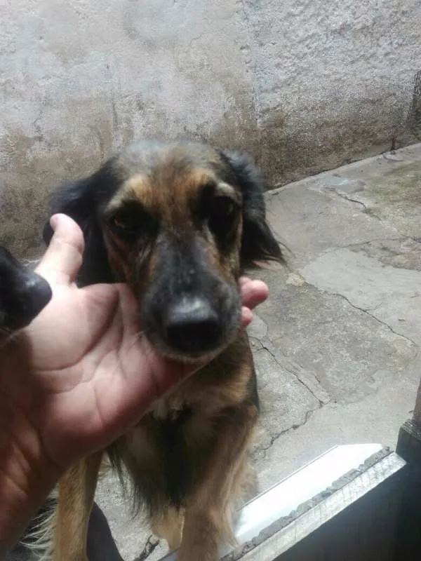 Cachorro ra a SEM DEFINIÇAO idade 2 anos nome ISIS