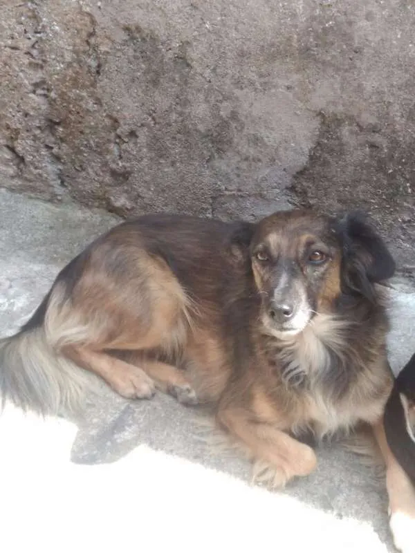 Cachorro ra a SEM DEFINIÇAO idade 2 anos nome ISIS