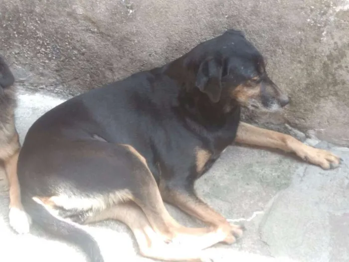 Cachorro ra a Sem Definiçao idade 2 anos nome Susi