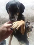 Susi