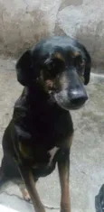 Susi