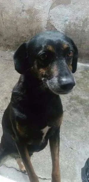 Cachorro ra a Sem Definiçao idade 2 anos nome Susi