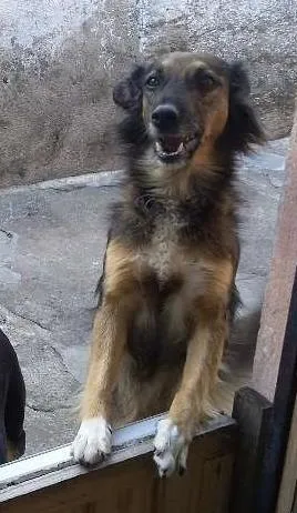 Cachorro ra a SEM DEFINIÇAO idade 2 anos nome ISIS