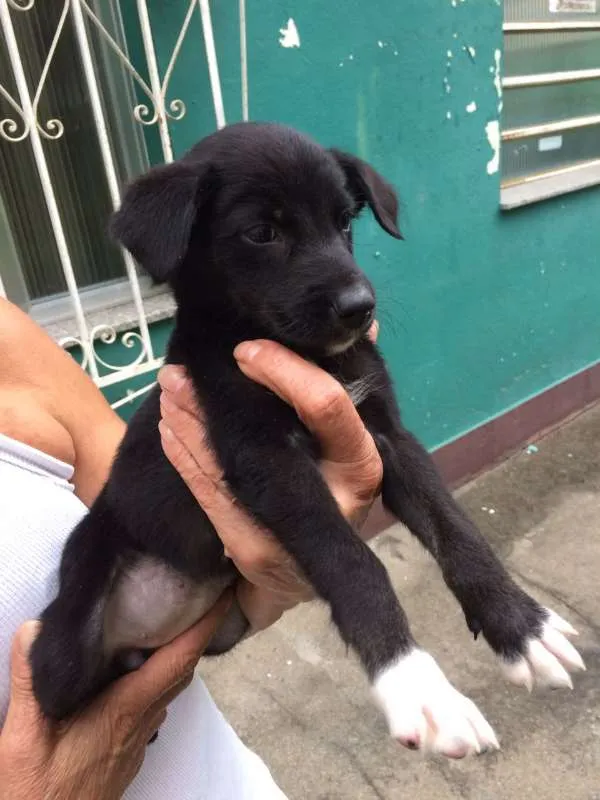 Cachorro ra a SRD idade Abaixo de 2 meses nome Bibica