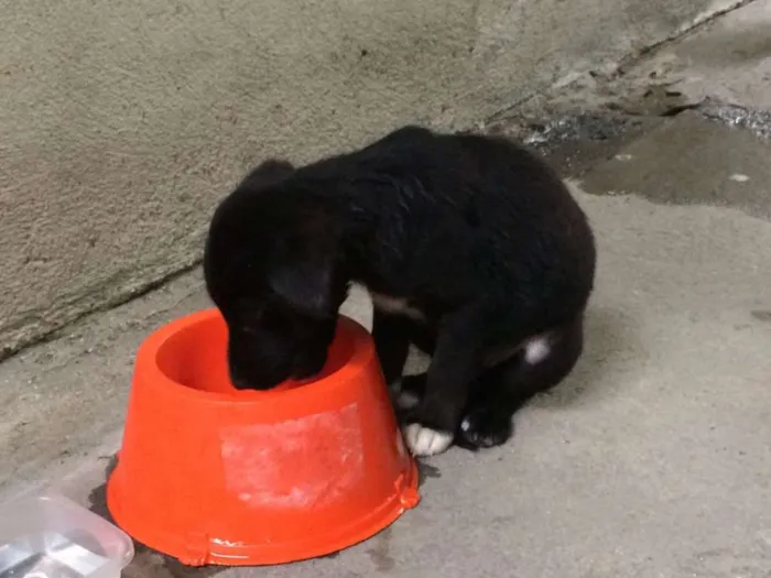 Cachorro ra a SRD idade Abaixo de 2 meses nome Bibica