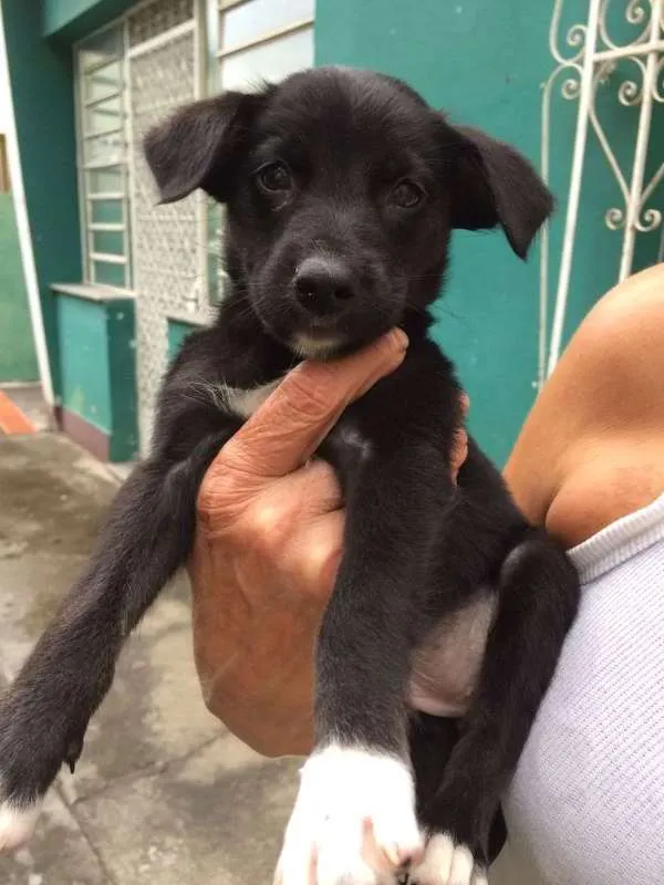 Cachorro ra a SRD idade Abaixo de 2 meses nome Bibica