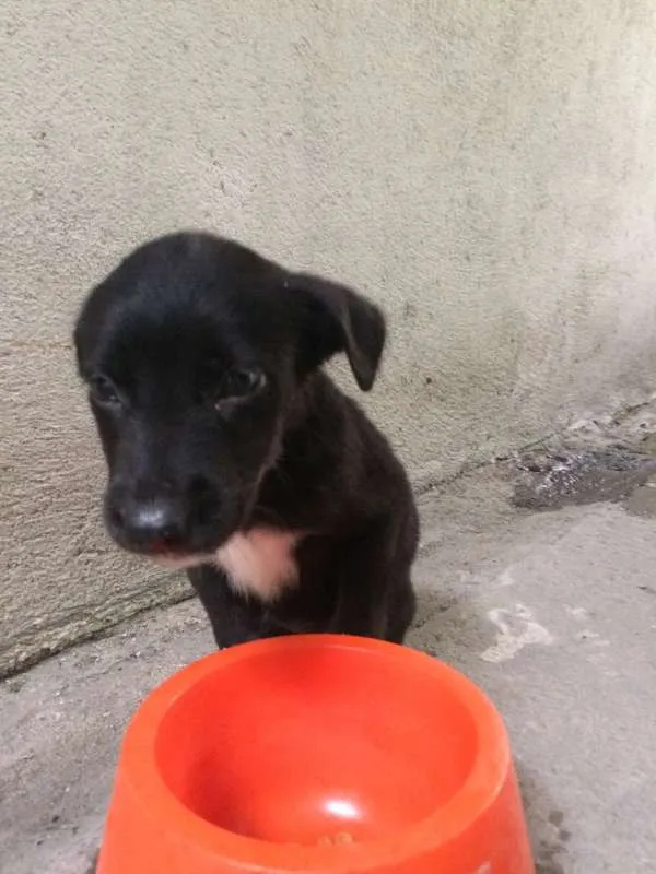 Cachorro ra a SRD idade Abaixo de 2 meses nome Bibica