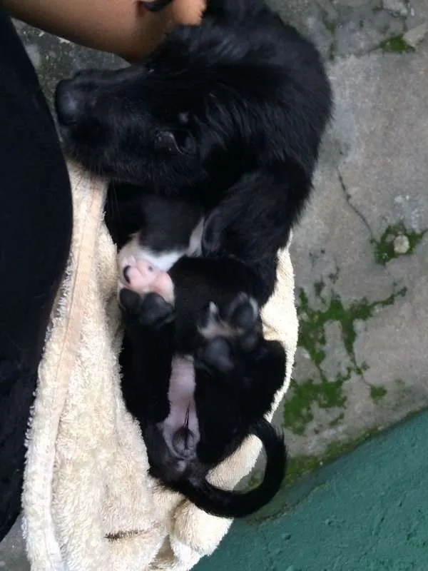 Cachorro ra a SRD idade Abaixo de 2 meses nome Bibica