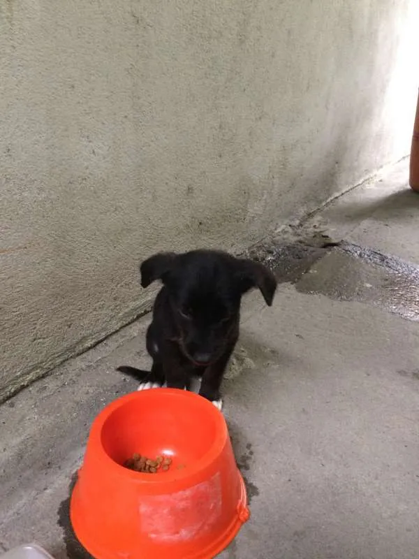 Cachorro ra a SRD idade Abaixo de 2 meses nome Bibica