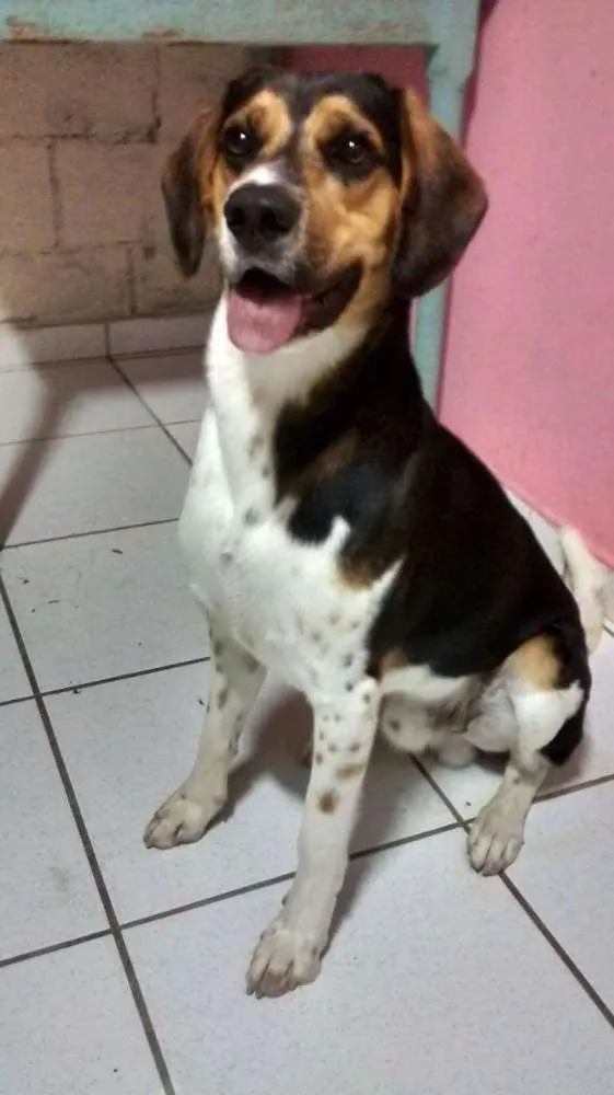 Cachorro ra a SRD/ Beagle idade 3 anos nome Bernardo