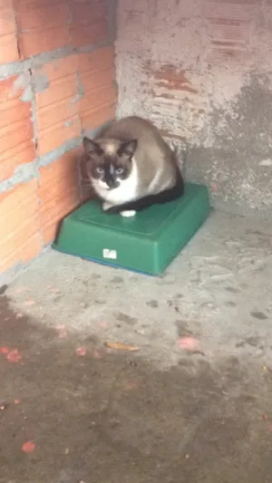 Gato raça Siamês  idade 2 a 6 meses nome Micka, Branco, Blue 