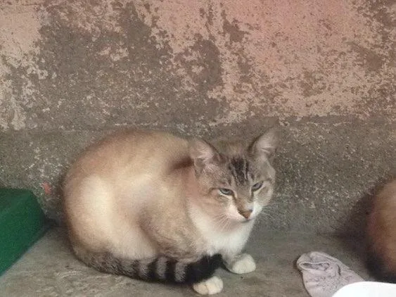 Gato ra a Siamês  idade 2 a 6 meses nome Micka, Branco, Blue 