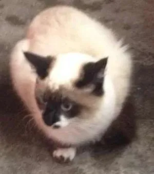 Gato raça Siamês  idade 2 a 6 meses nome Micka, Branco, Blue 