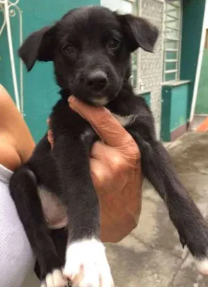 Cachorro raça SRD idade Abaixo de 2 meses nome Bibica