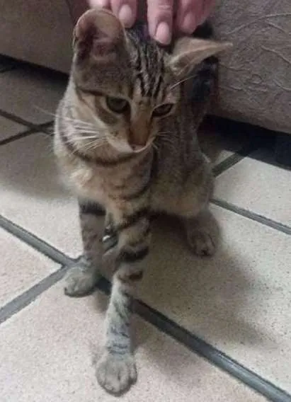 Gato ra a vira lata idade 7 a 11 meses nome Querida