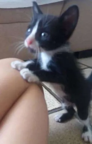 Gato raça vira lata idade 2 a 6 meses nome pequeno
