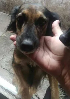 Cachorro raça SEM DEFINIÇAO idade 2 anos nome ISIS
