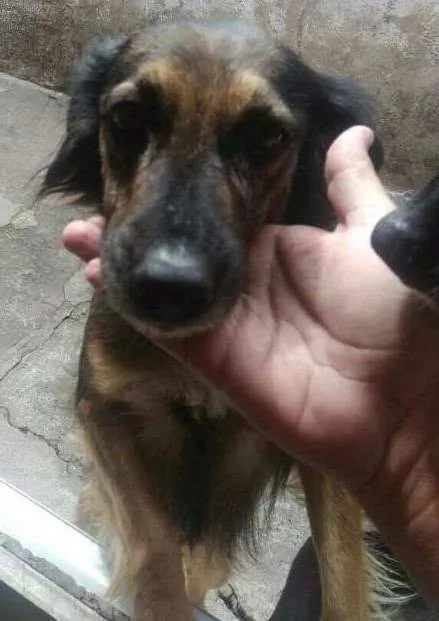 Cachorro ra a SEM DEFINIÇAO idade 2 anos nome ISIS