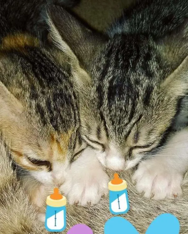 Gato raça Sem raça definida idade 2 a 6 meses nome Mia
