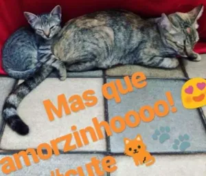 Gato raça Sem raça definida idade 2 a 6 meses nome Mia