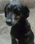 Susi