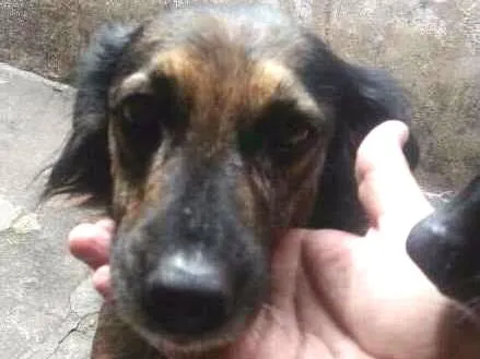 Cachorro ra a SEM DEFINIÇAO idade 2 anos nome ISIS
