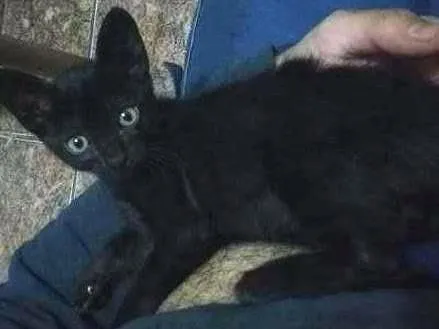 Gato ra a vira lata idade 2 a 6 meses nome Noite