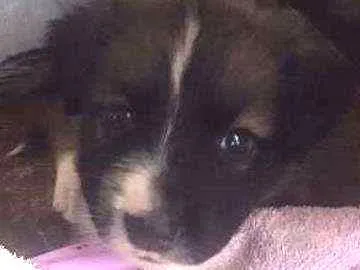 Cachorro raça Não sei idade Abaixo de 2 meses nome Dany