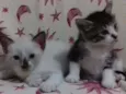 adelaide e ciro